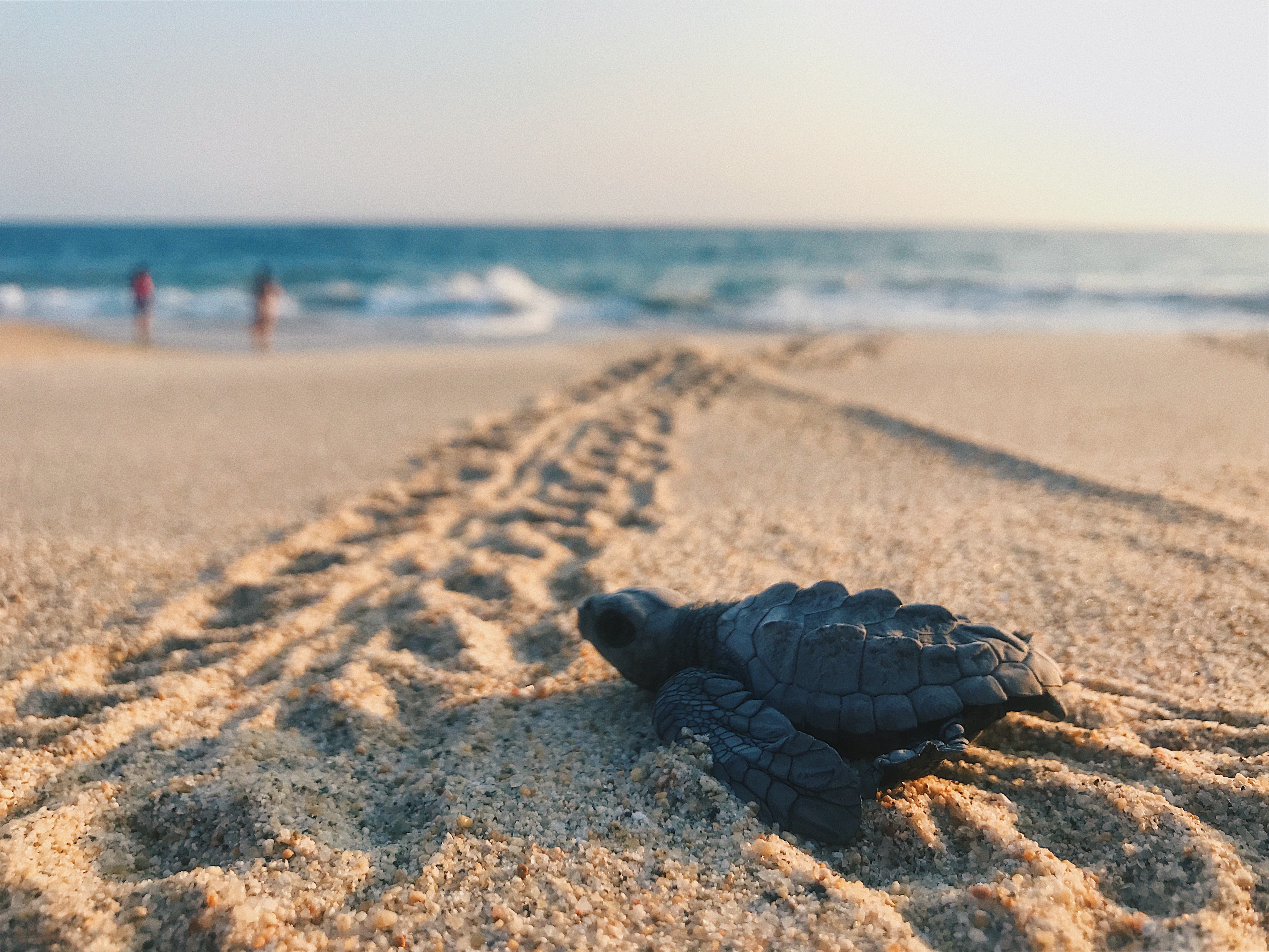 Turtle hatchling on a sunny beach, not far from the sea.