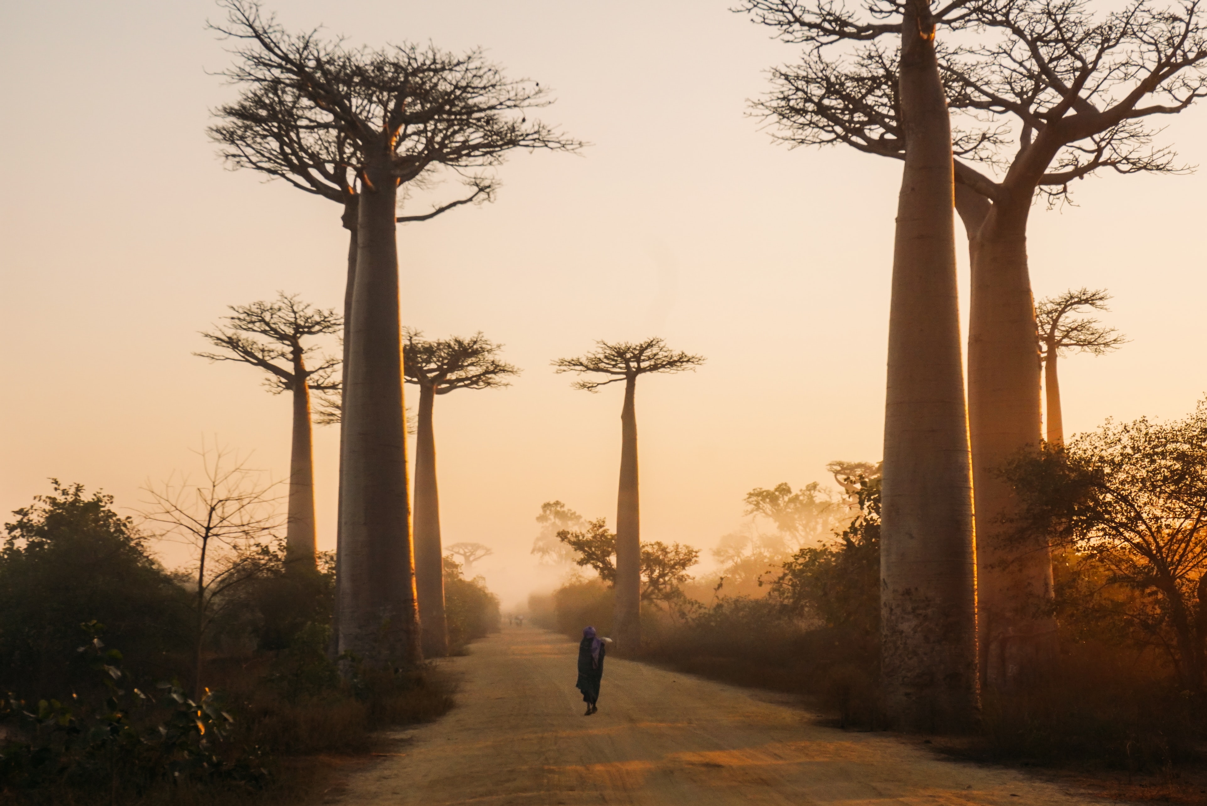 BAOBABS