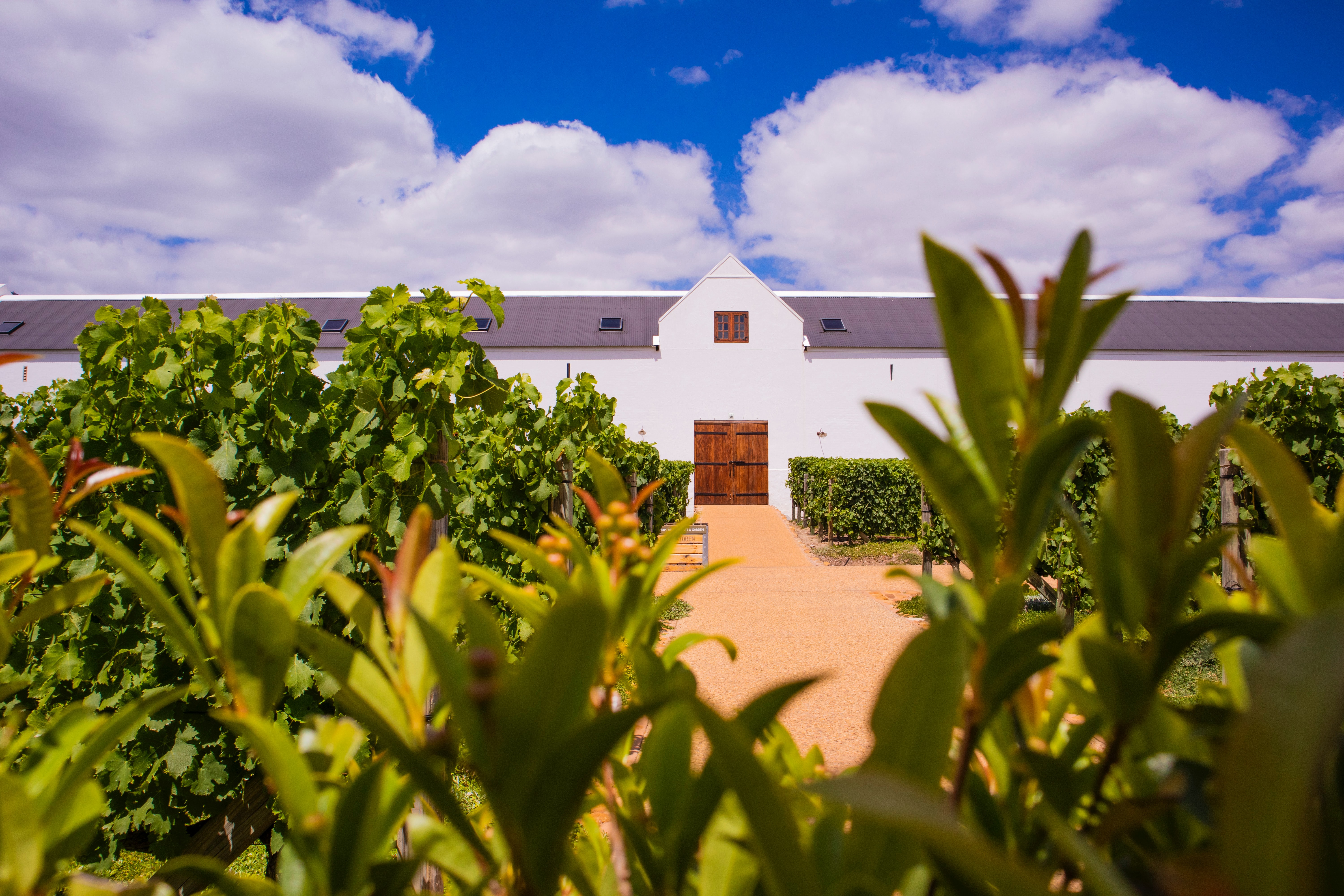 A white Farmhouse in South Africa surrounded by green shrubbery.