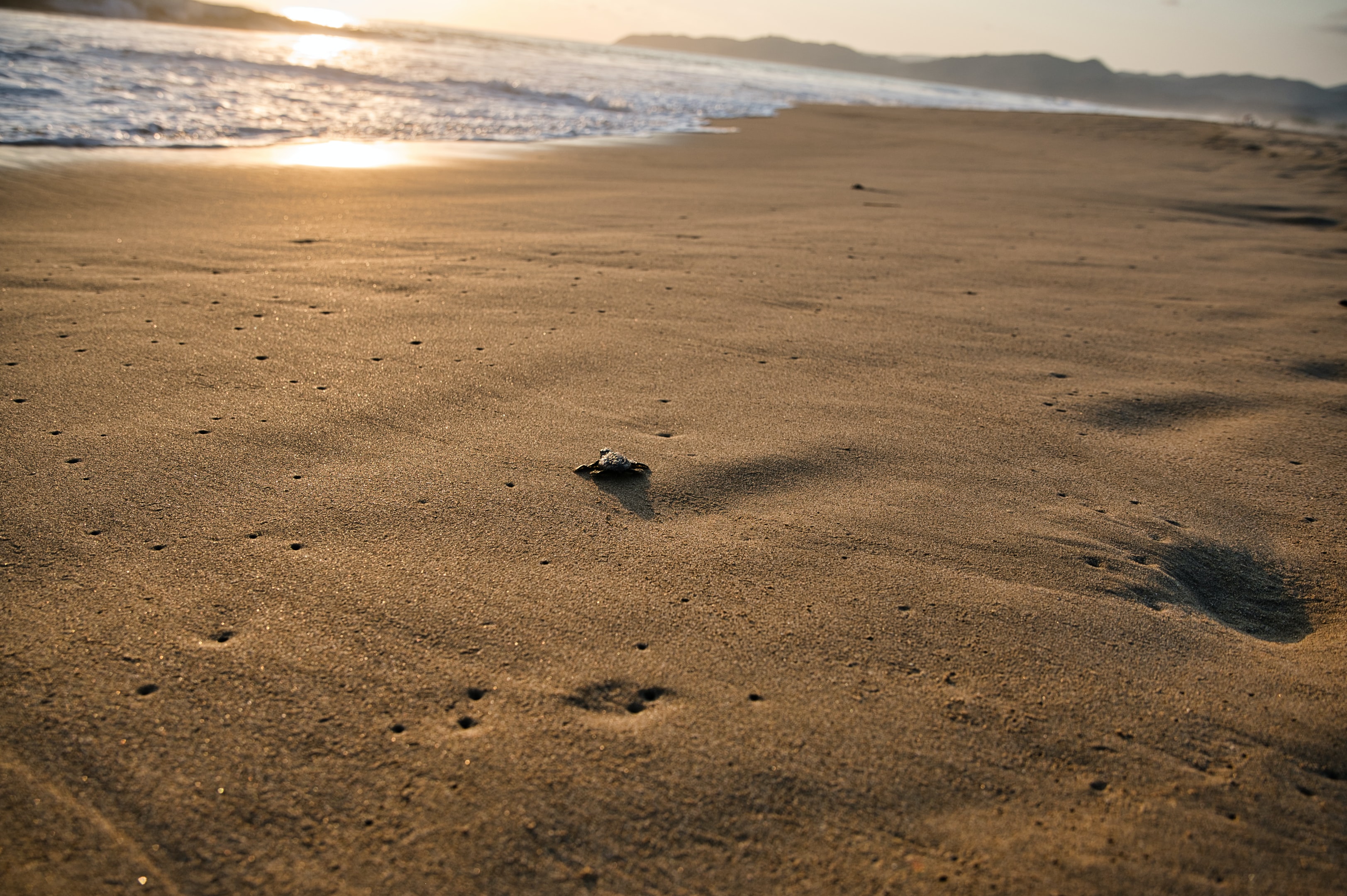 A baby turtle on its way into the water on a beach.