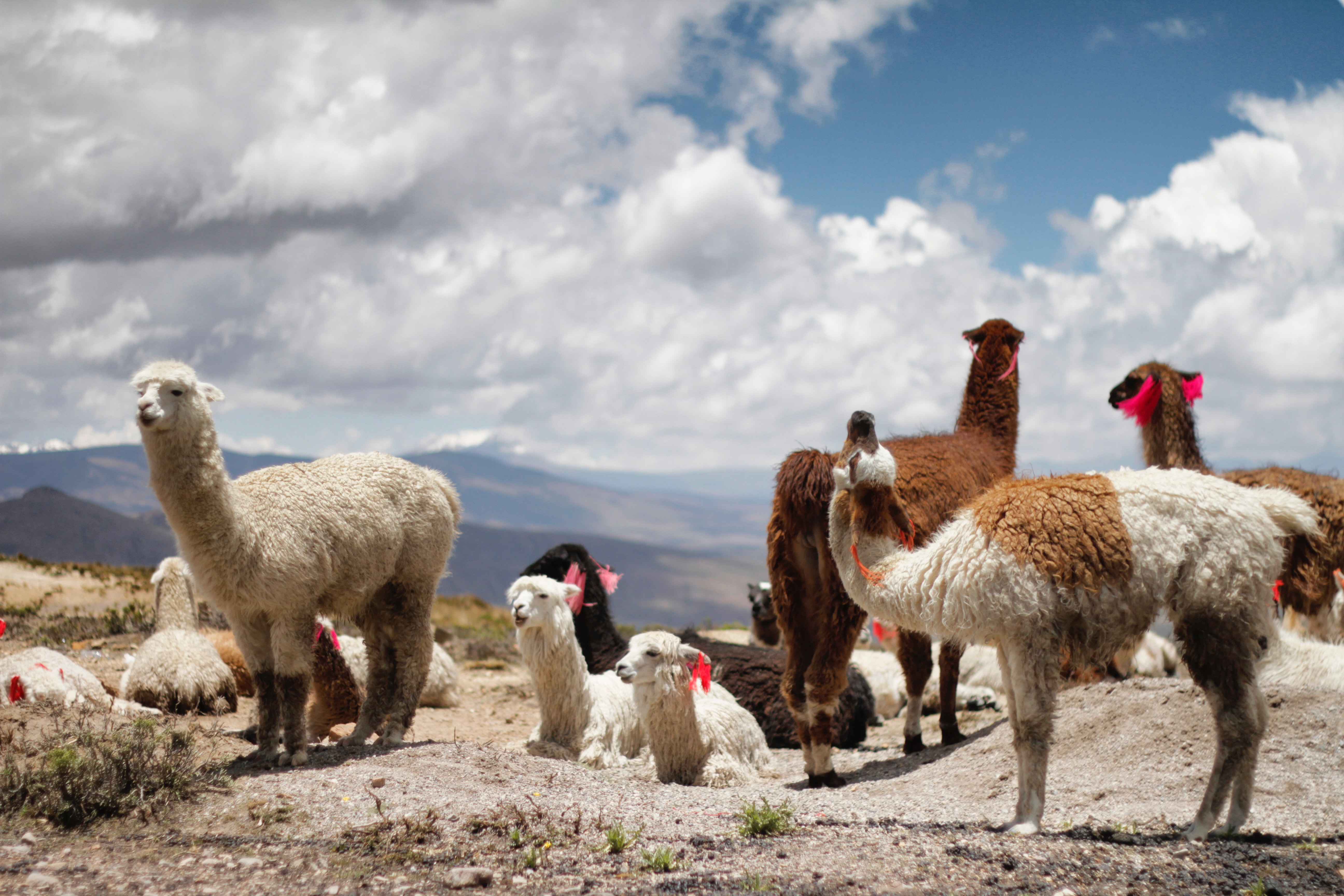 Colca, Peru