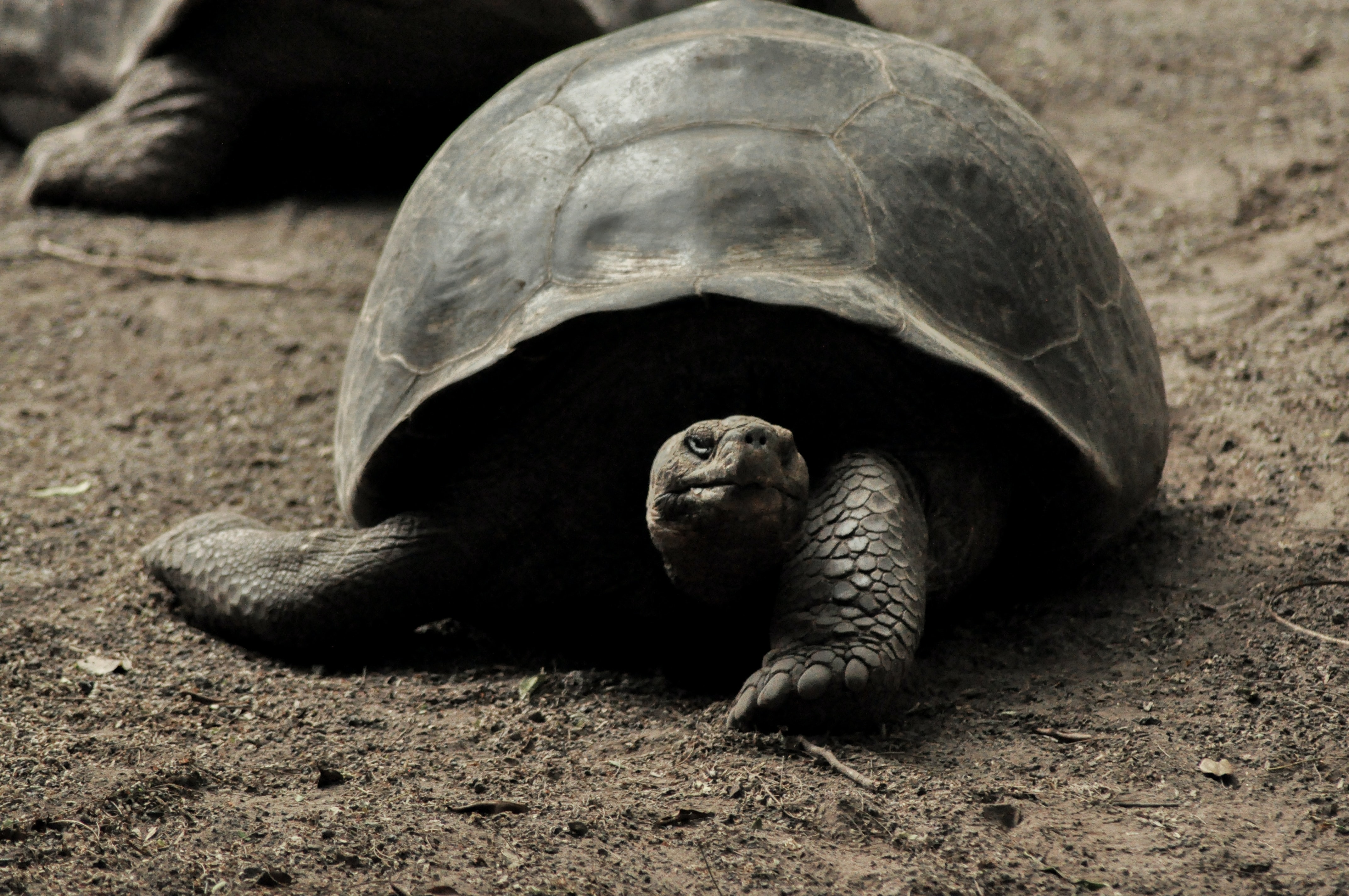 GALAPAGOS1