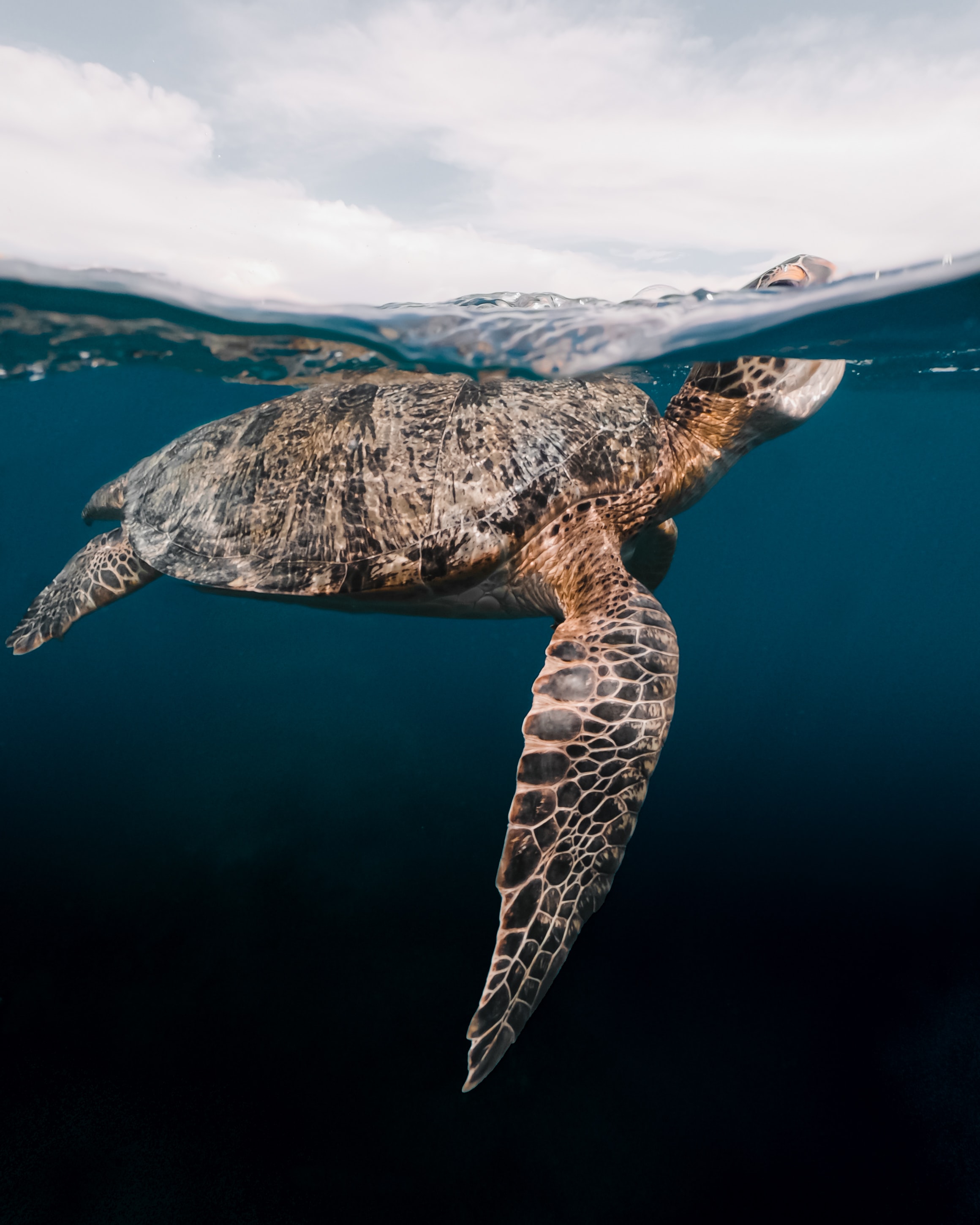 A sea turtle catches its breath at the water surface.