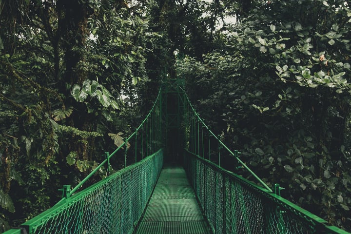 bridge Cloudforest