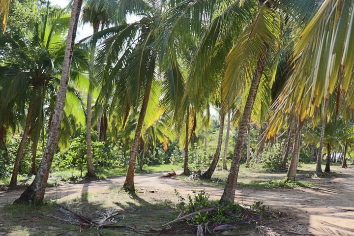 palmtrees