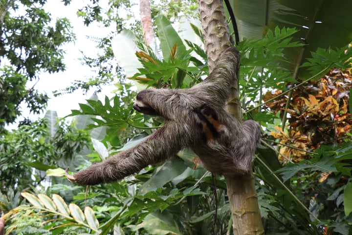 cute sloth