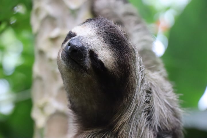 Sloth up close