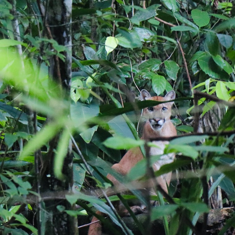 Puma in Costa Rica