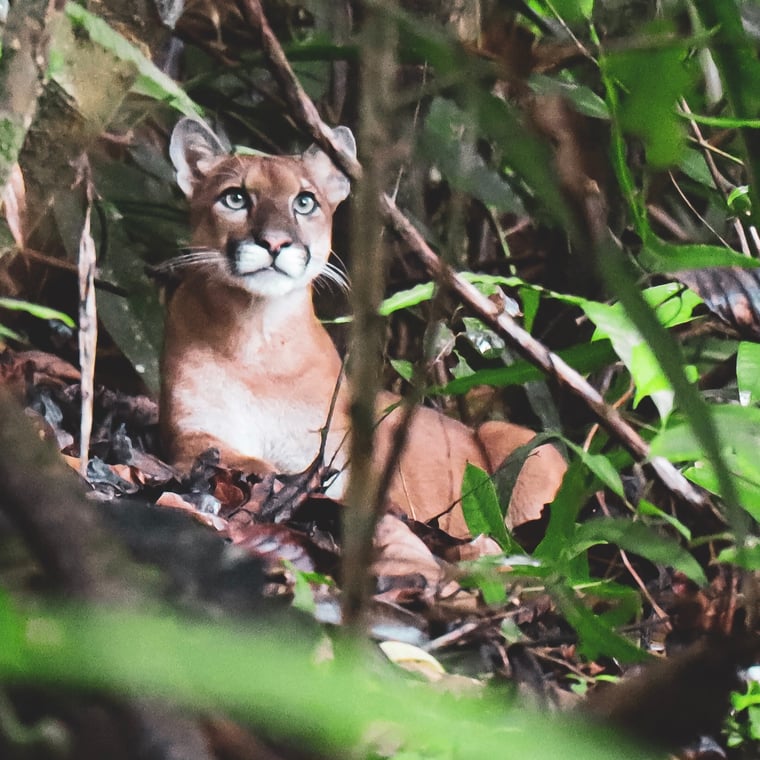 Puma starts to relax in our presence