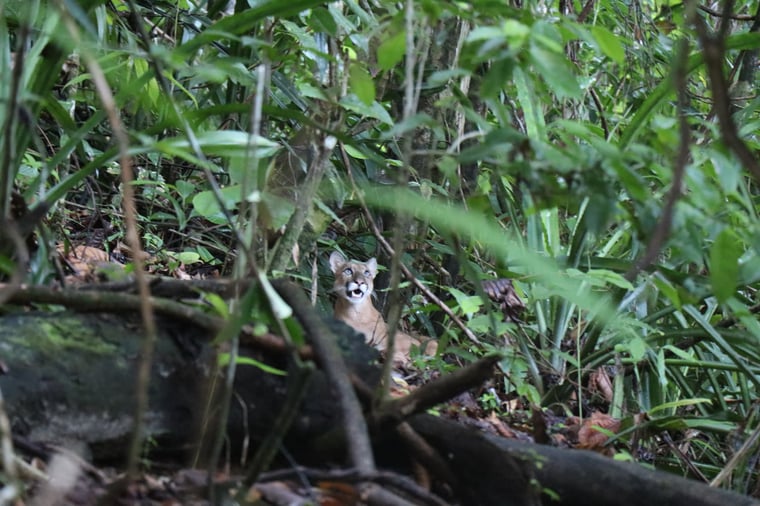 Puma showing its teeth