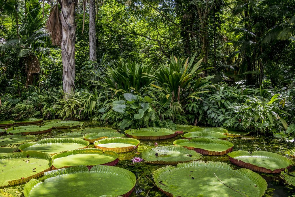 Lush green jungle in the Amazon Rainforest