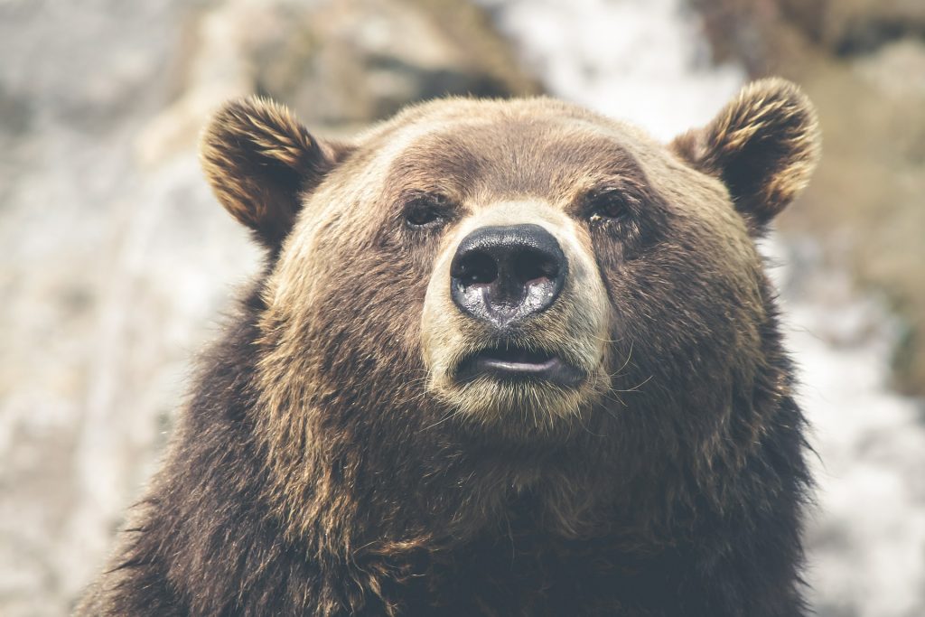 Grizzly bear in Canada