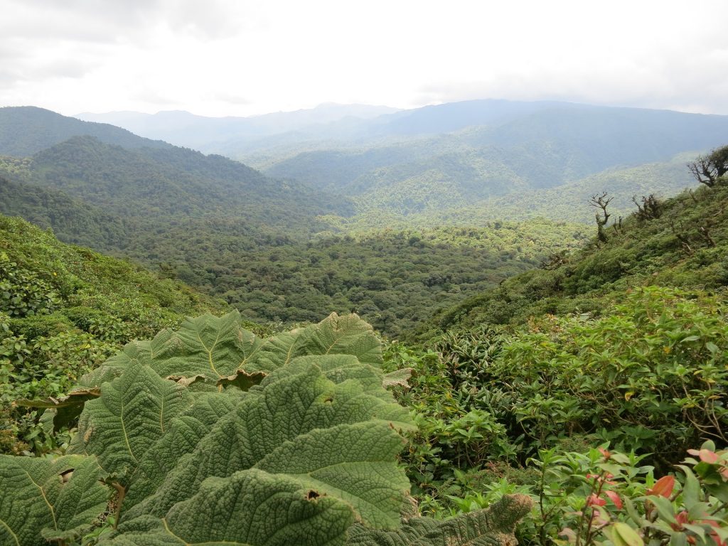 Green rolling hills in the jungles of Monteverde in Costa Rica