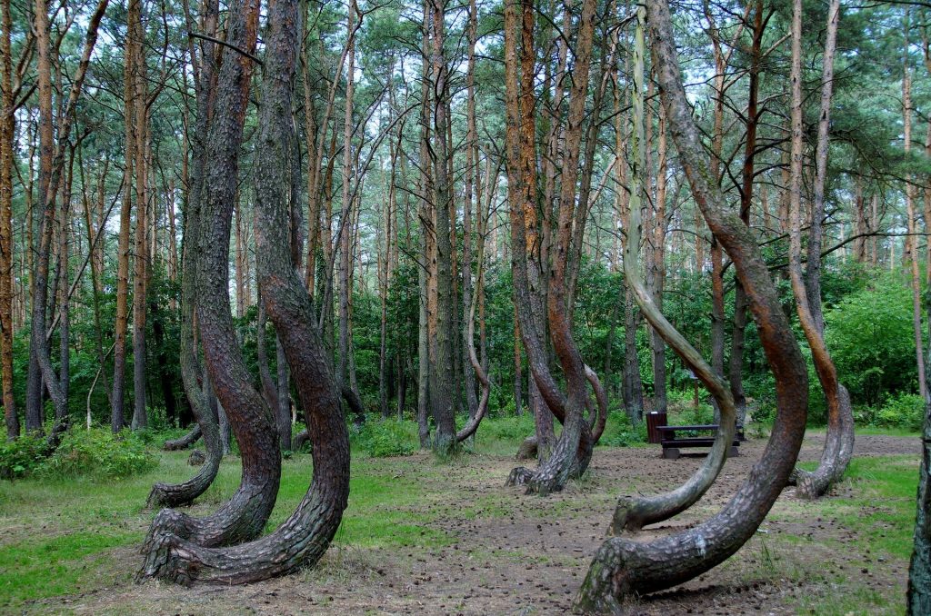 Crooked trees in a forest in Poland