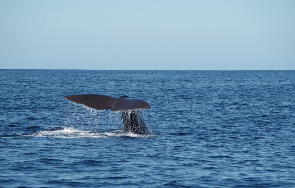 Whale watching in kaikoura.