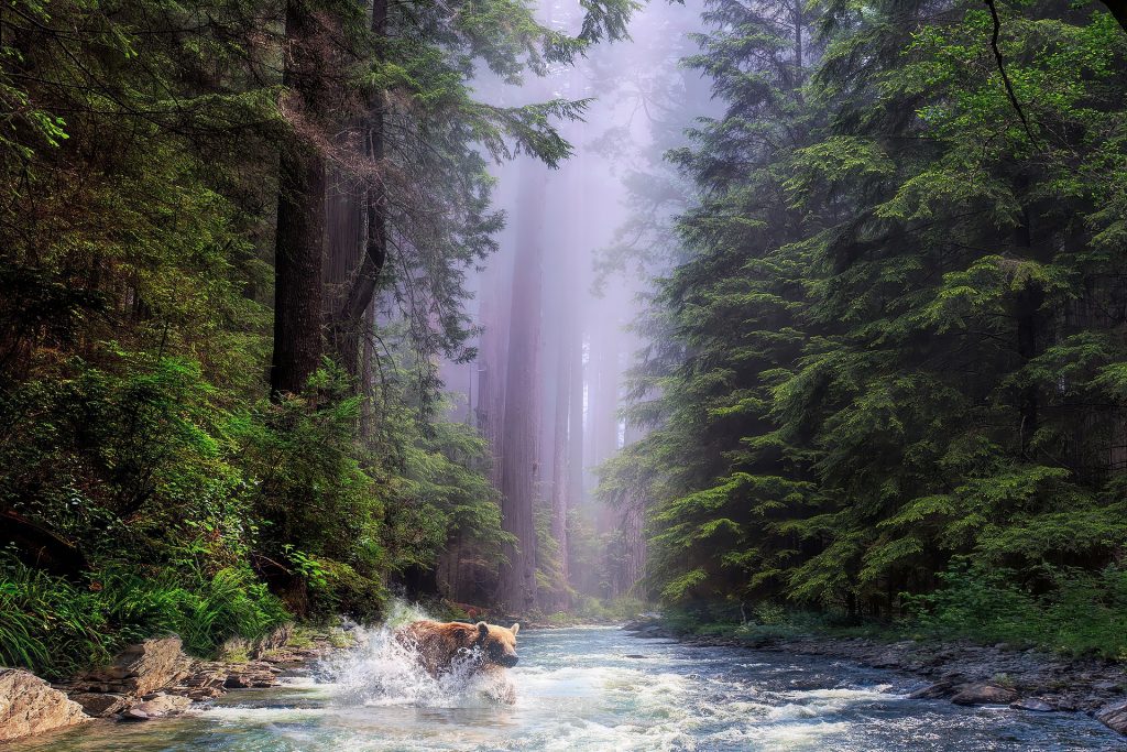 A bear jumping in river at Redwood National Park on a misty day