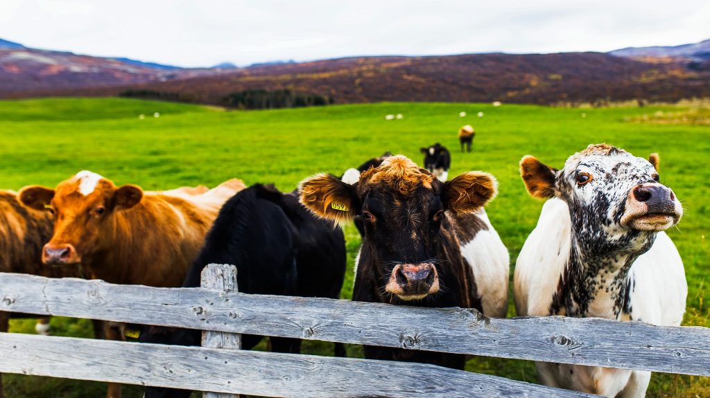 new year tradition around the world of Icelandic talking cows in the green field.