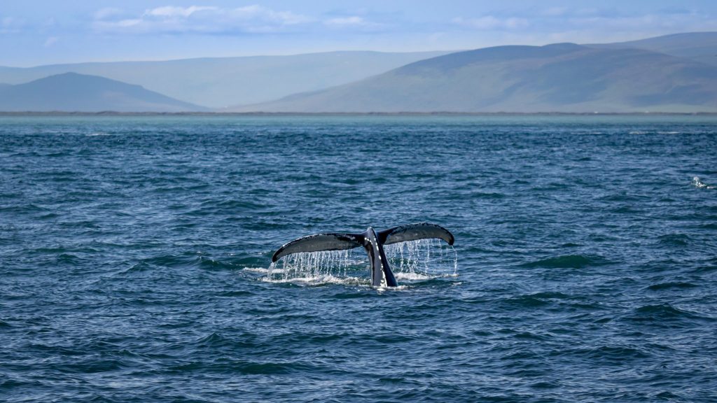 a whales fin in the ocean