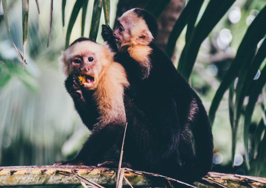 Two small monkeys on a tree branch in Costa Rica.