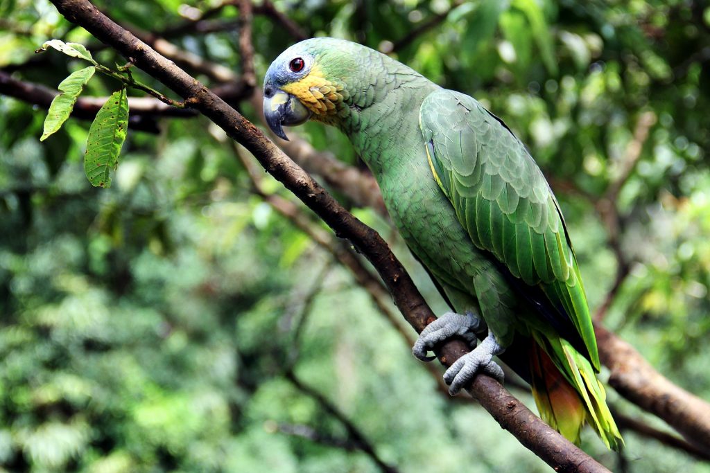 A parrot on a tree in the Amazon Rainforest