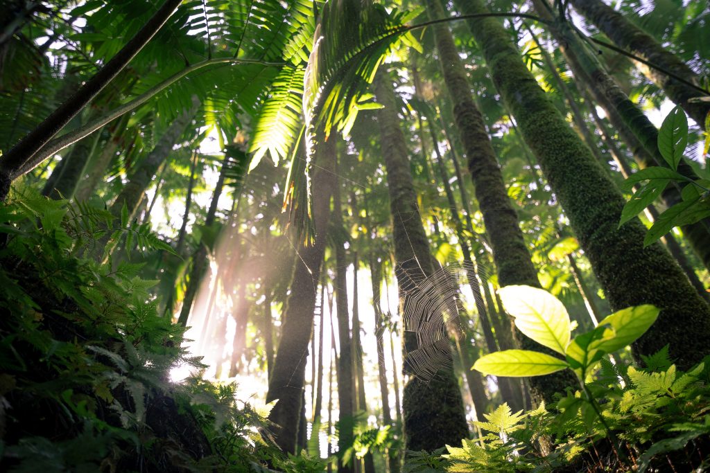 Green trees and plants in Hilo