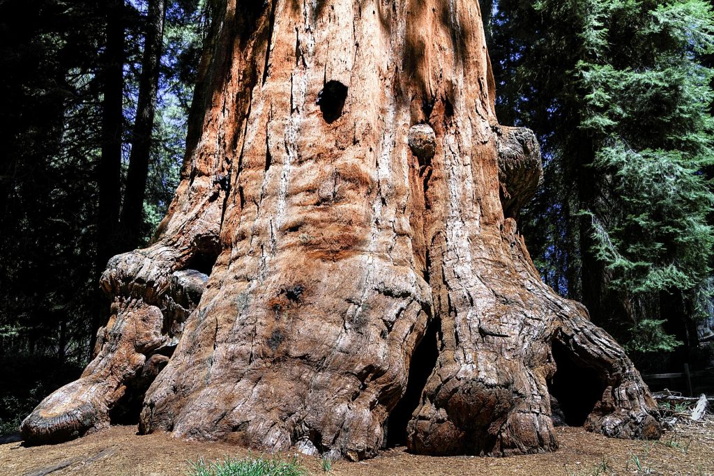 Giant tree trunk at Sequoia in California