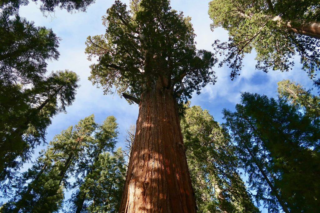 Massive trees in the forests of Sequoia in California