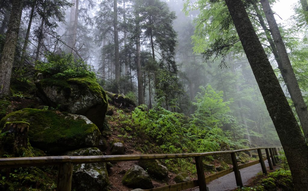 The eerie Black Forest in Germany on a foggy day