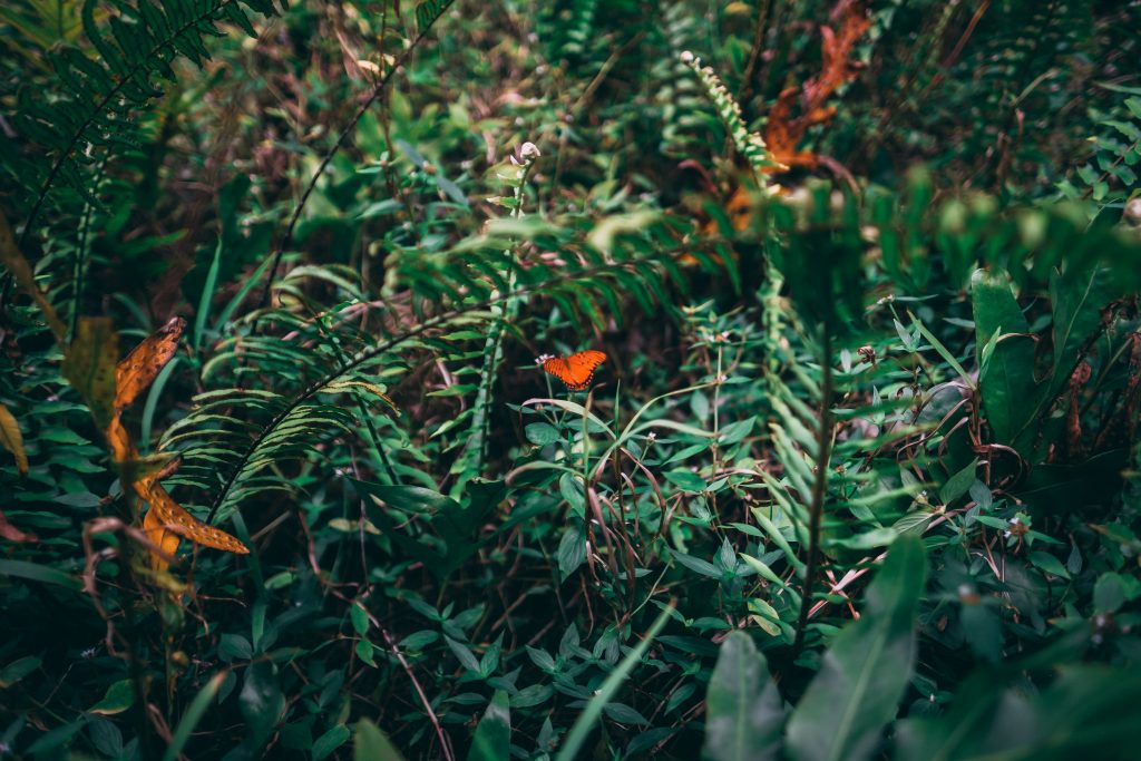 Green plants on Hawaii