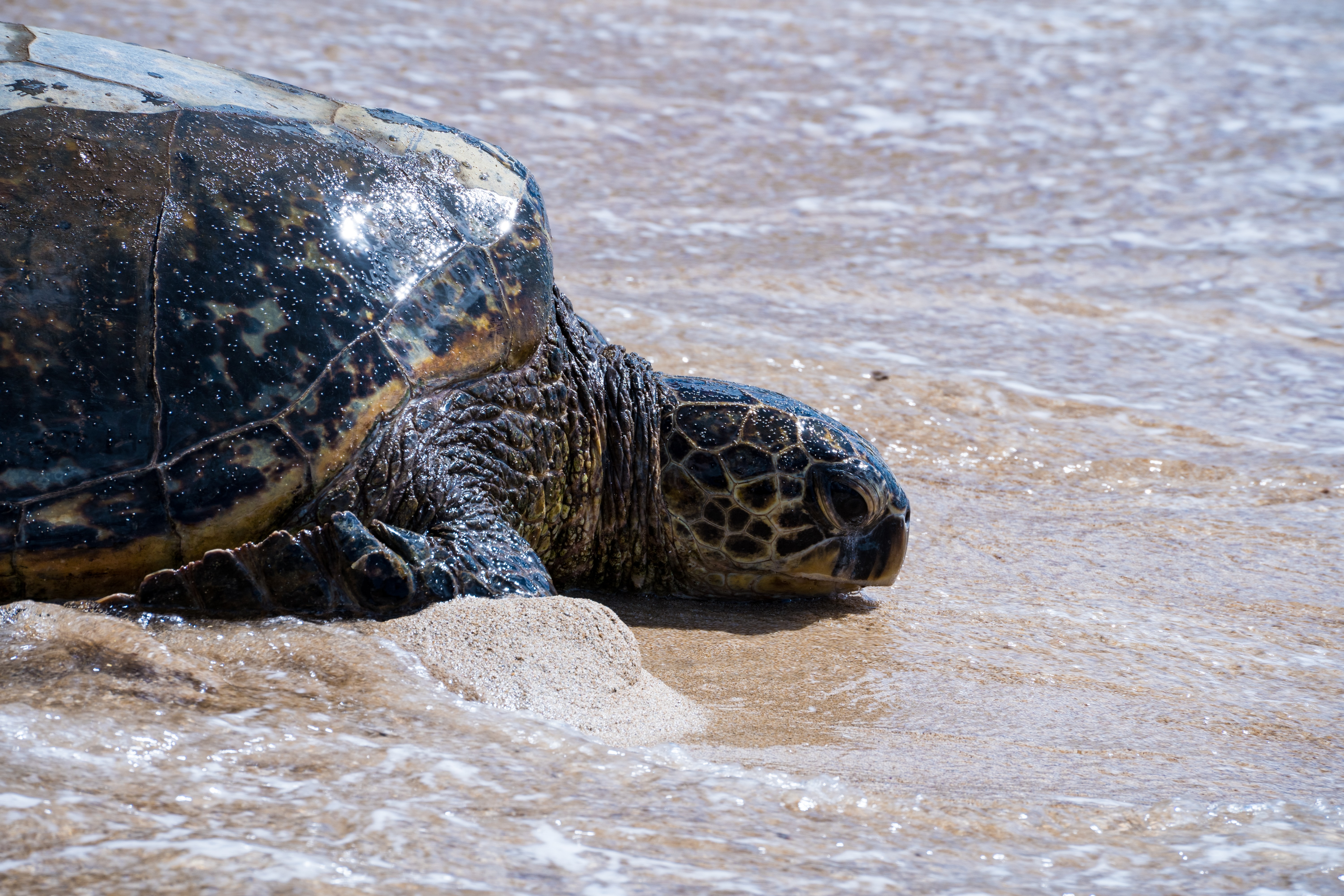 A sea turtle lies on a sandy beach surrounded by some water. 