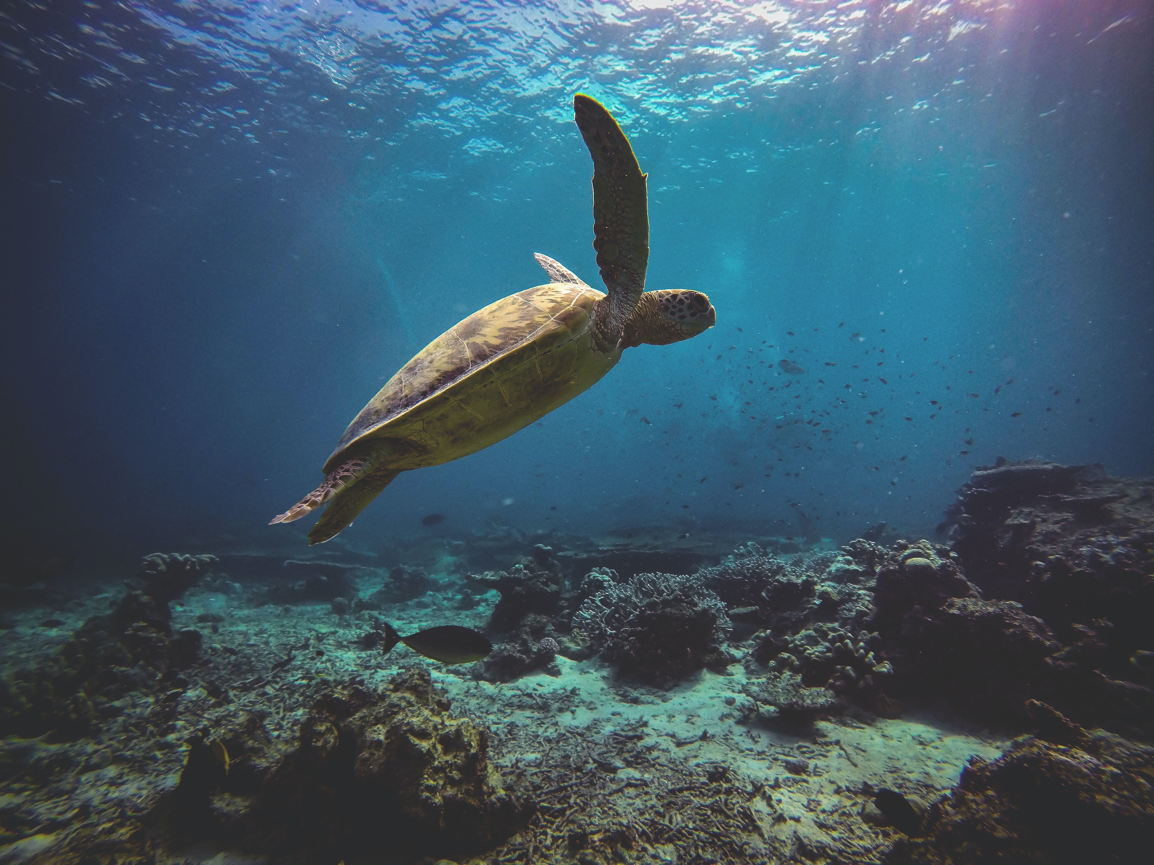 A sea turtle in the clear water above a coral reef.