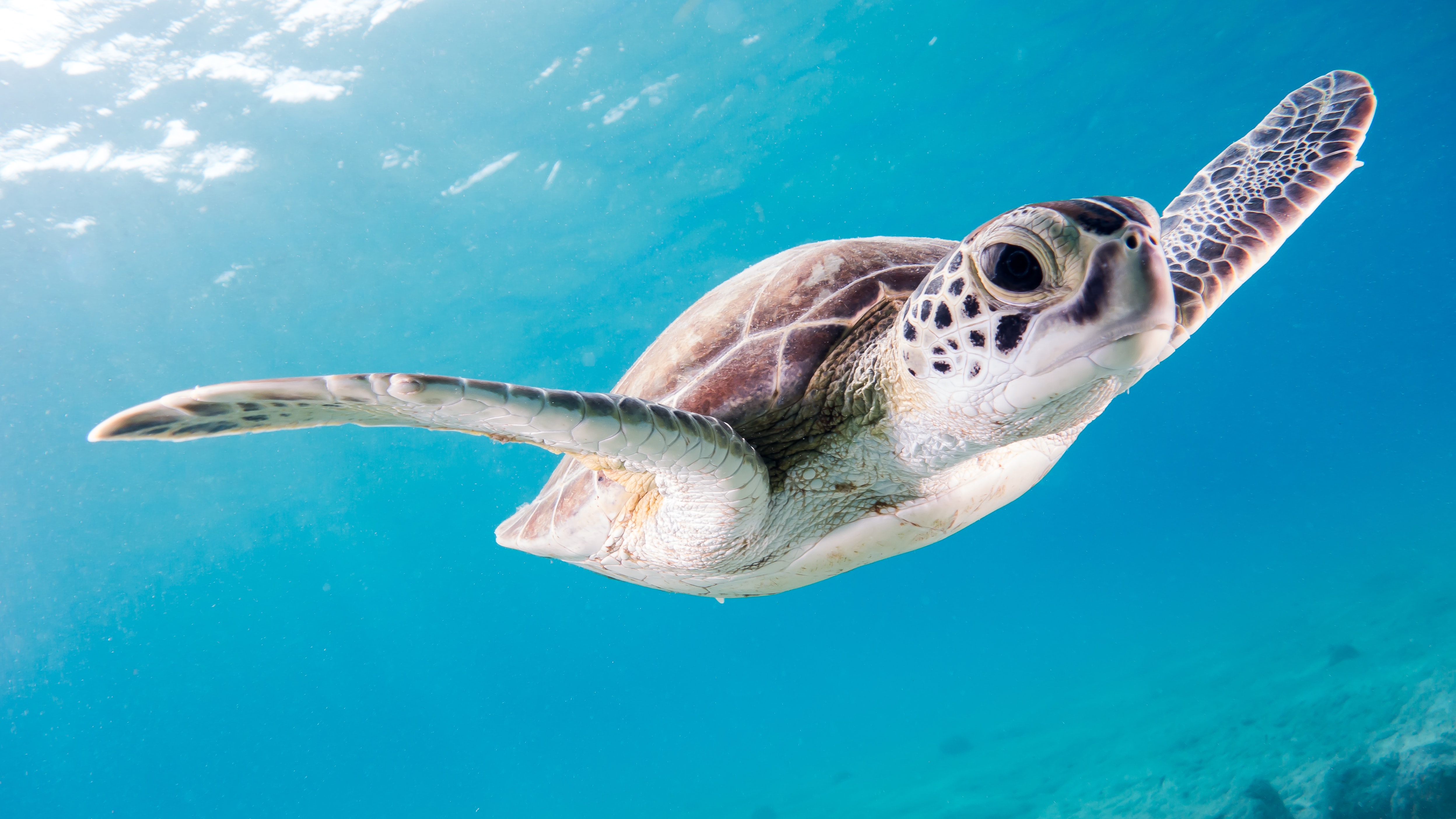 A sea turtle swims in the light blue water and looks directly into the camera with one big eye.