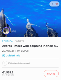 Meet wild dolphins in the Azores trip.