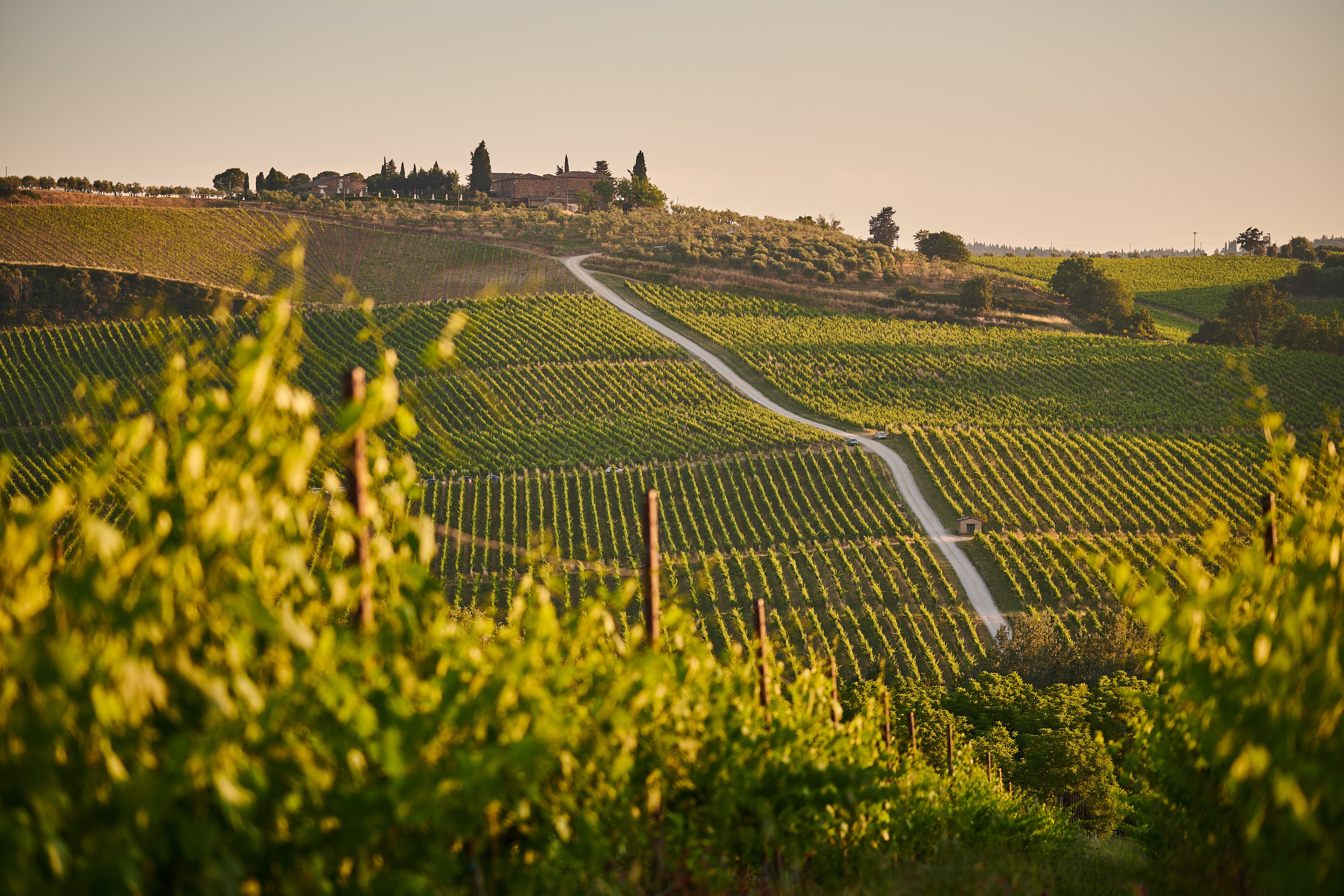 A nice view of wine fields in Tuscany