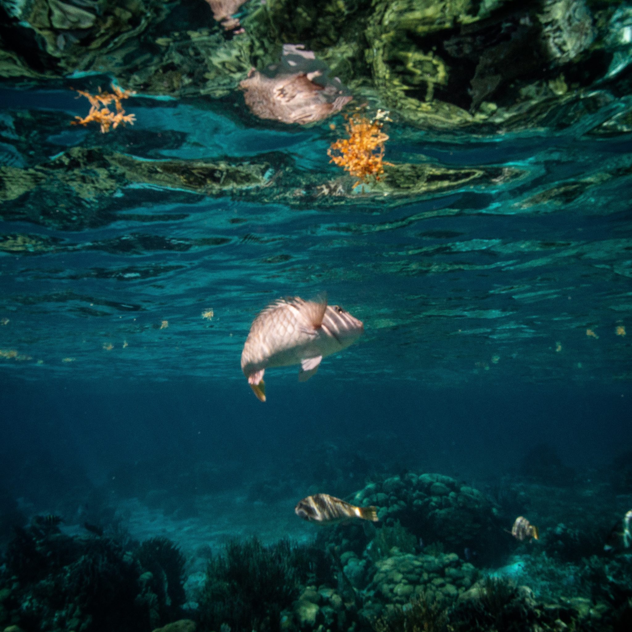 An underwater picture on a reef. You can see several fish in the crystal clear water. An absolutely great dive spot.