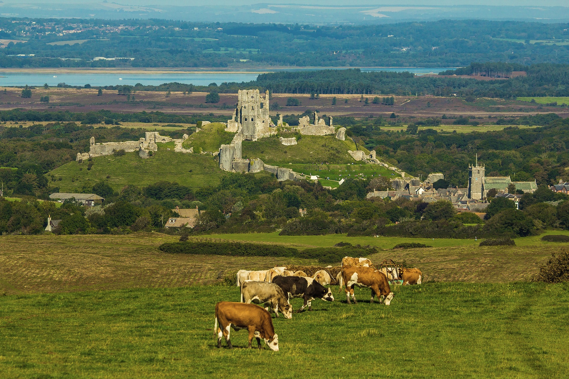 Cows grazing in a field in front of a medieval castle in the rolling hills of England