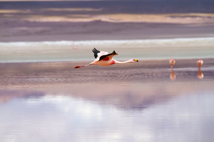 animals of bolivia