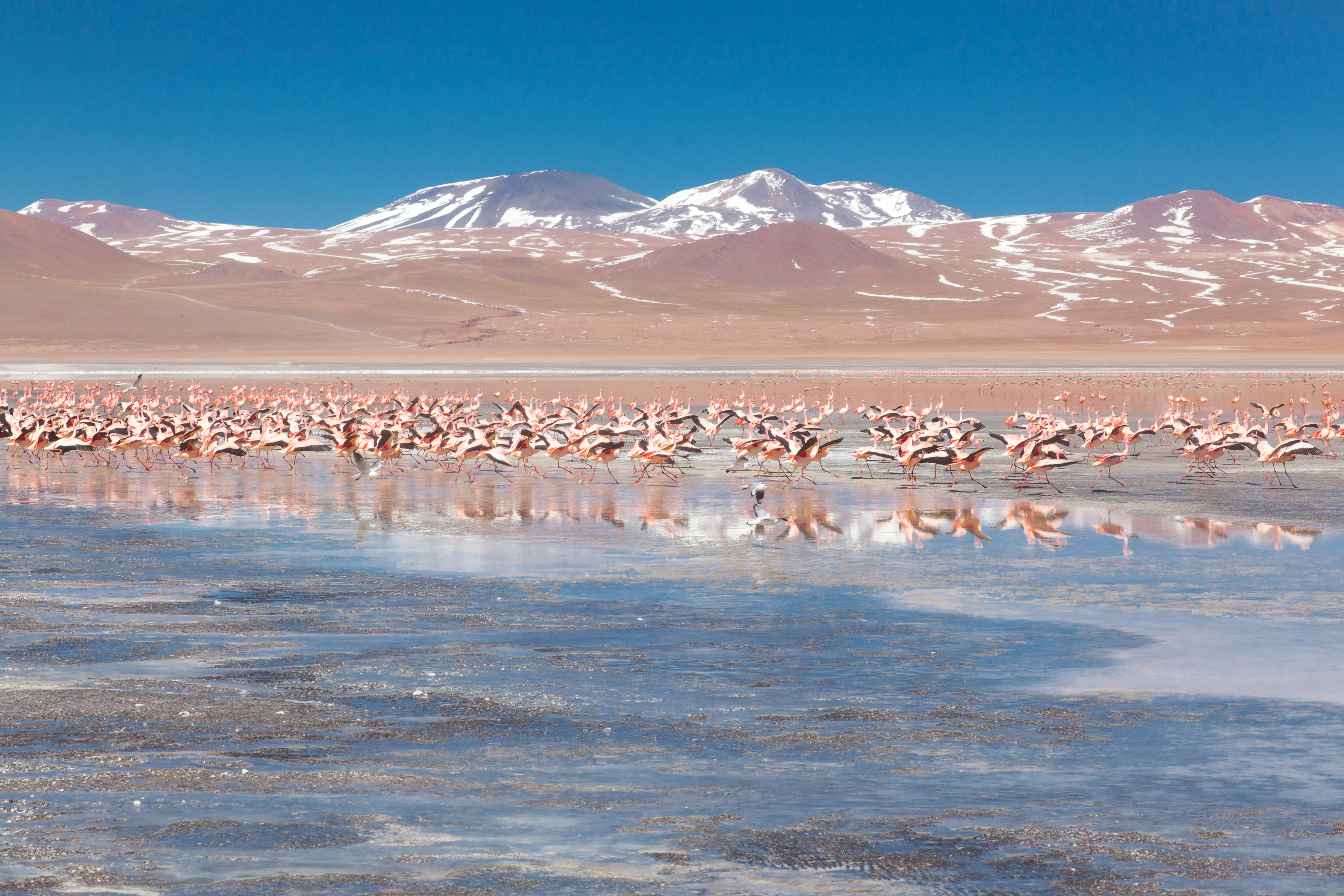 Laguna Colorada, Bolivia.