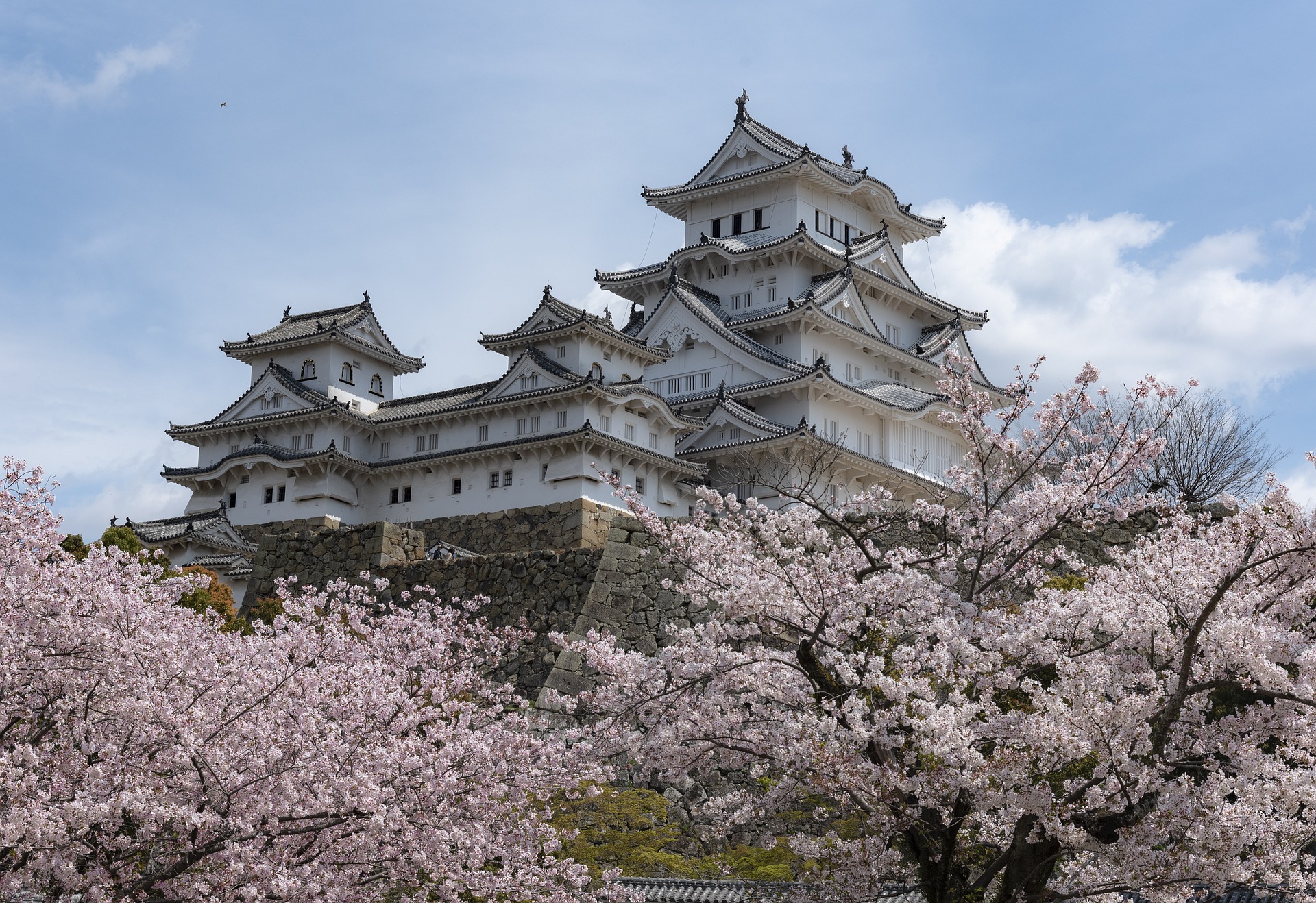 Japanese style castle with cherry blossoms in front