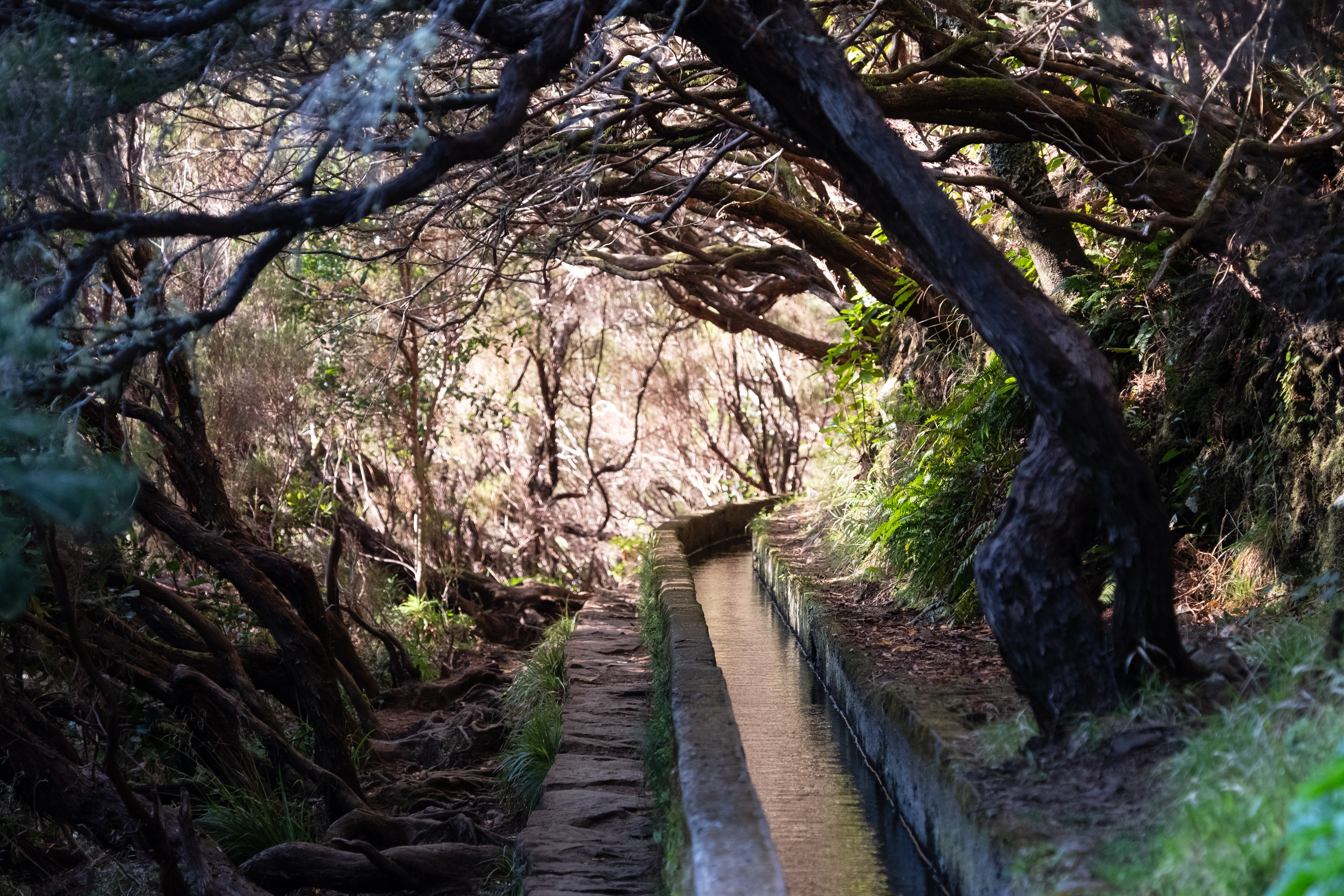 The fairy tale forest Fanal is full of crooked fairy tale trees.