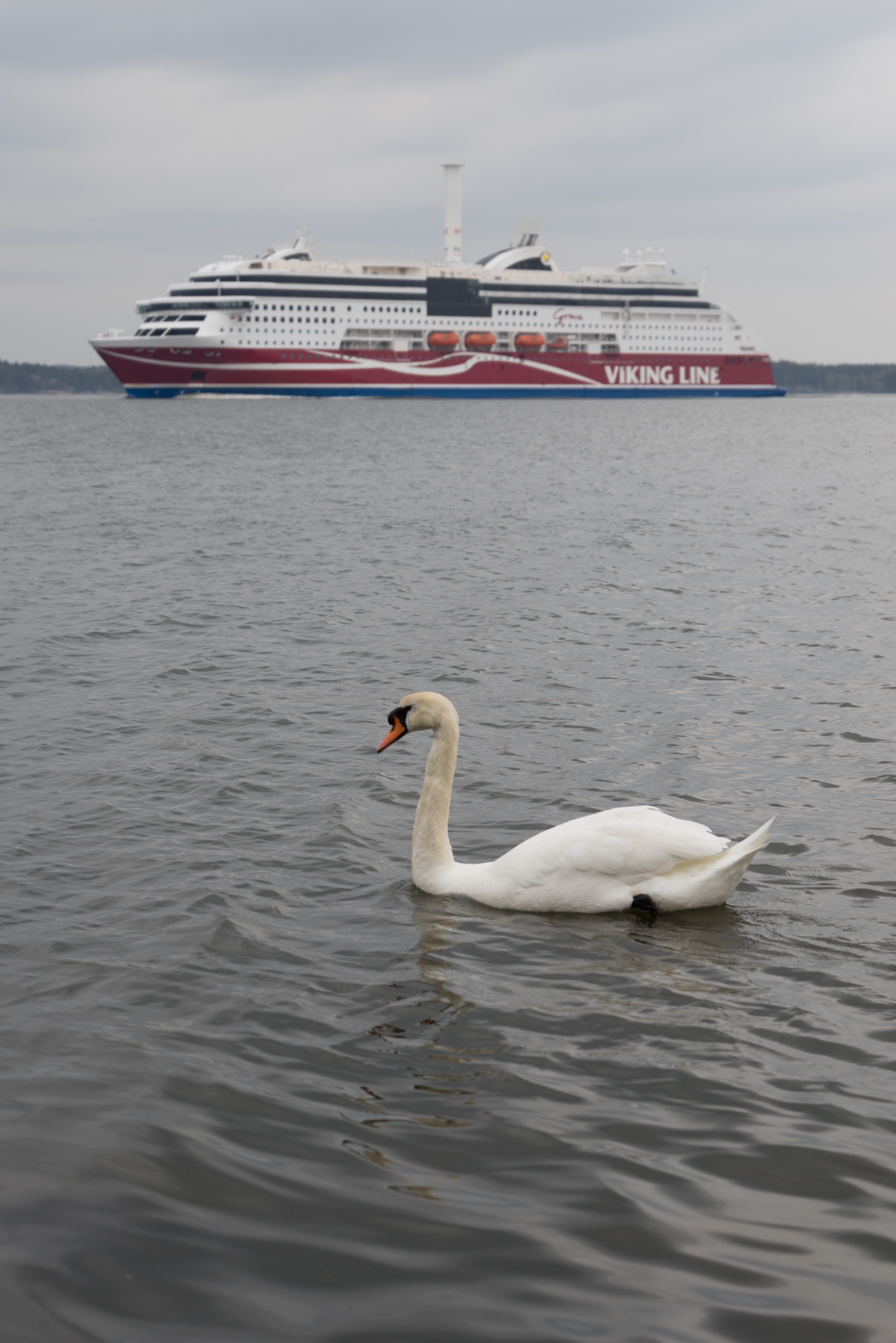 Viking line ship in Scandinavia with a Swan infront.