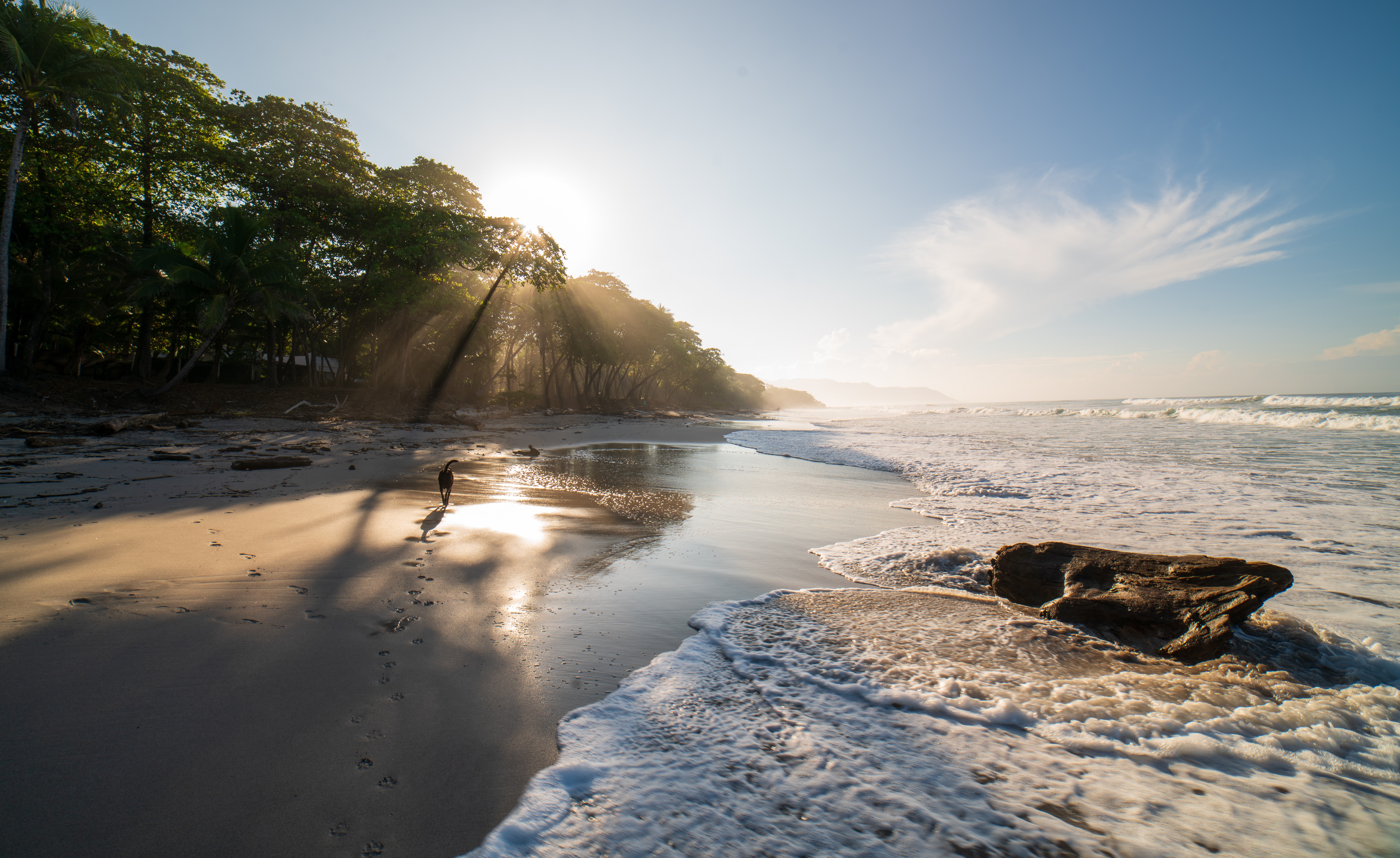 Sandy beach with trees in morning sunshine