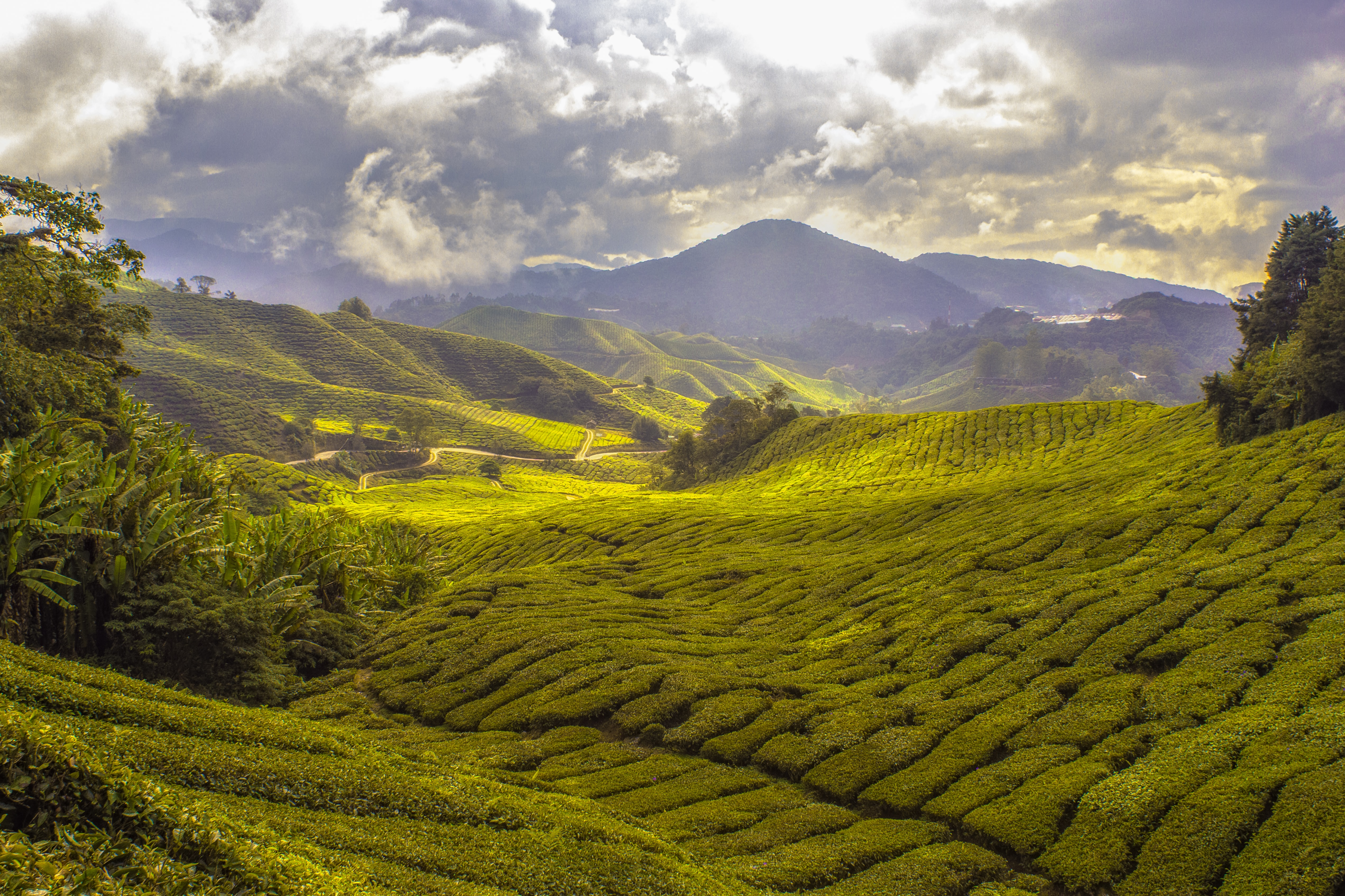 Cameron Highlands, Malaysia.