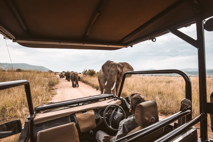 Safari