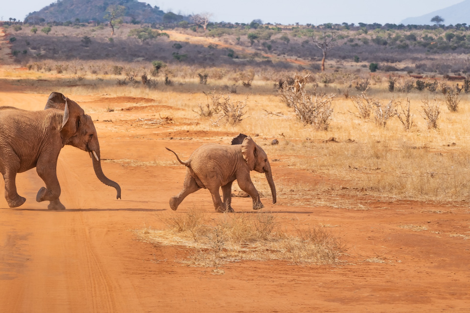 Safari Tour in Kenya is fun