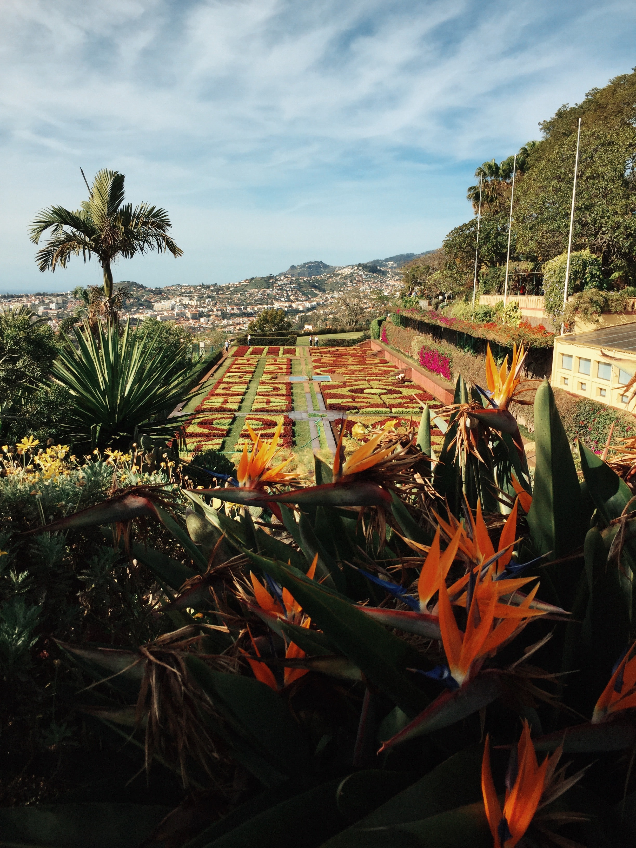 Flowers in Funchal.