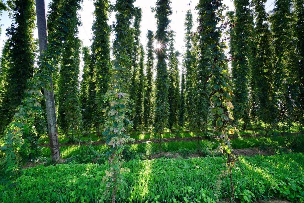 Green German hops in Hallertau