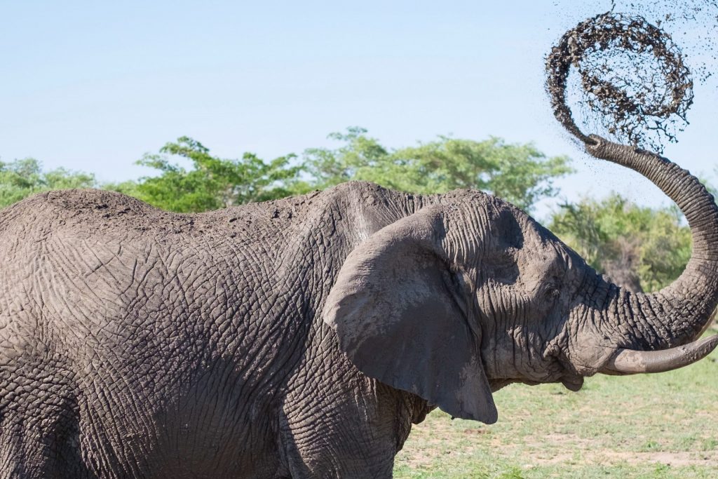 An elephant that is splashing with his trunk