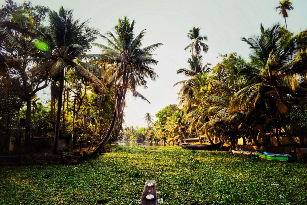 Stunning landscape of palm trees and a boat on the water full of leafs running through it to experience Kerala