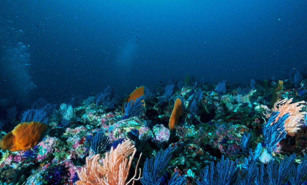 best snorkeling spots in Europe - under water shot of fish and coral reef